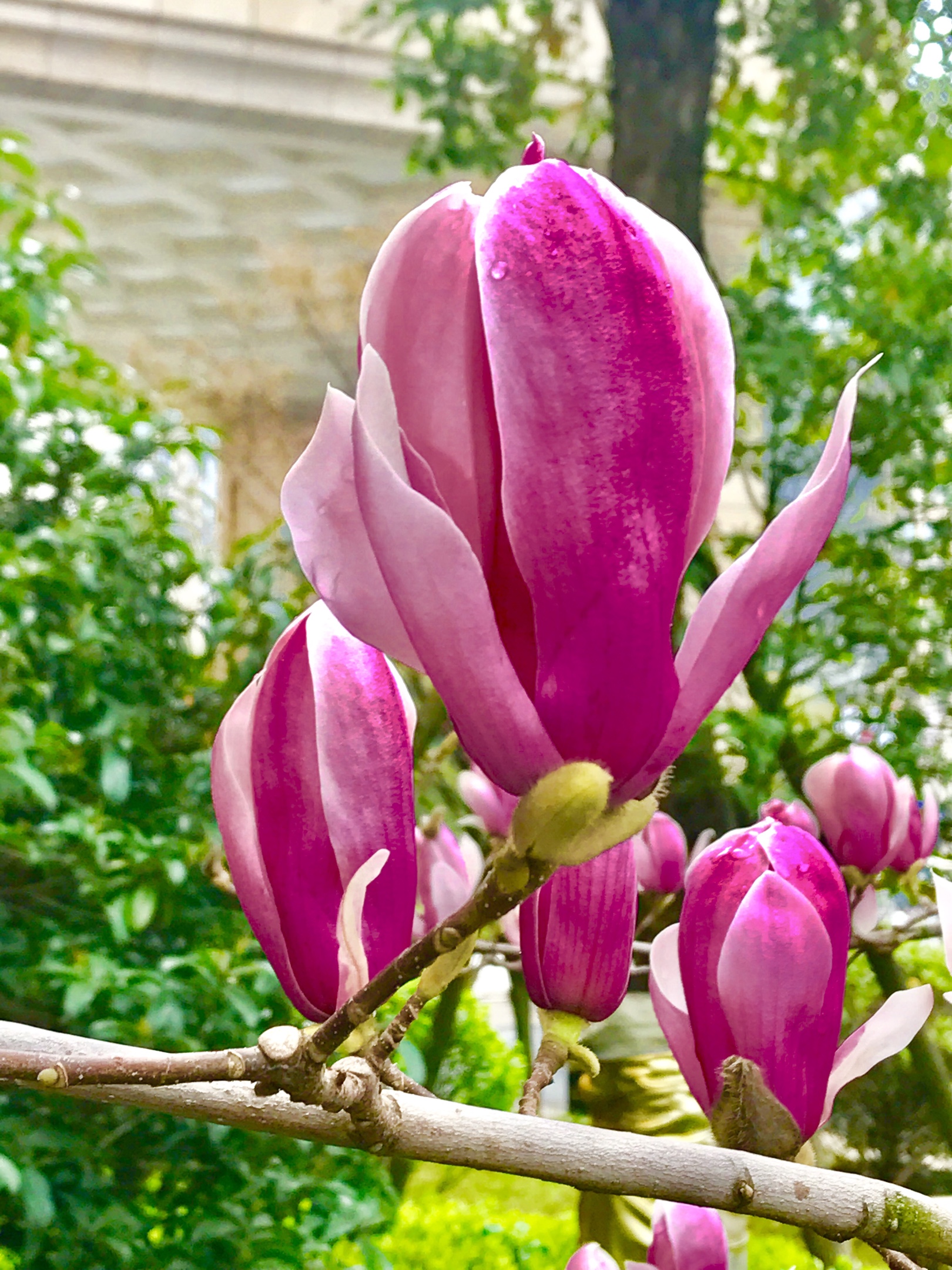 冰清玉洁,漂亮的玉兰.2019年手机随拍玉兰花一一之3.