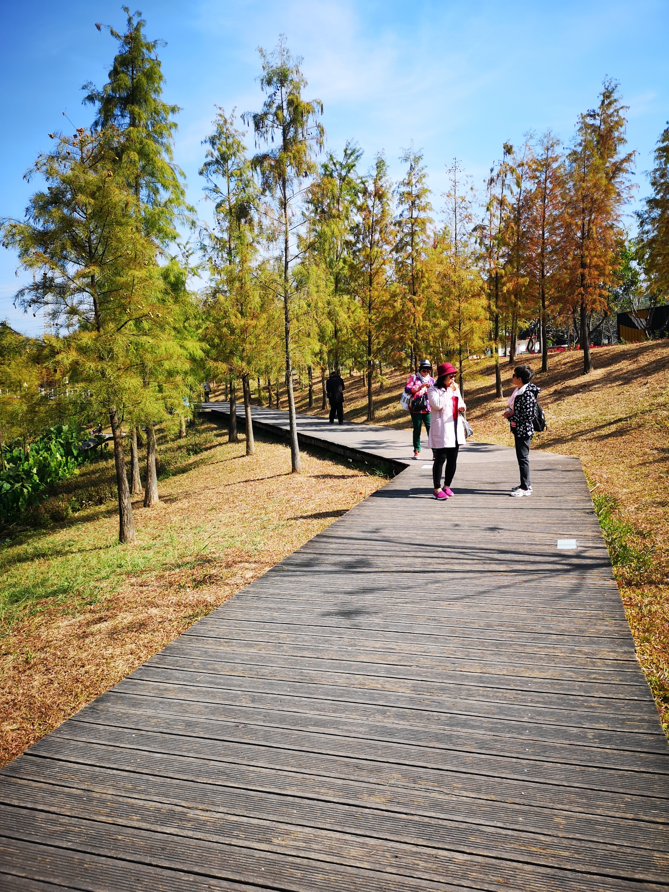 大觀溼地公園