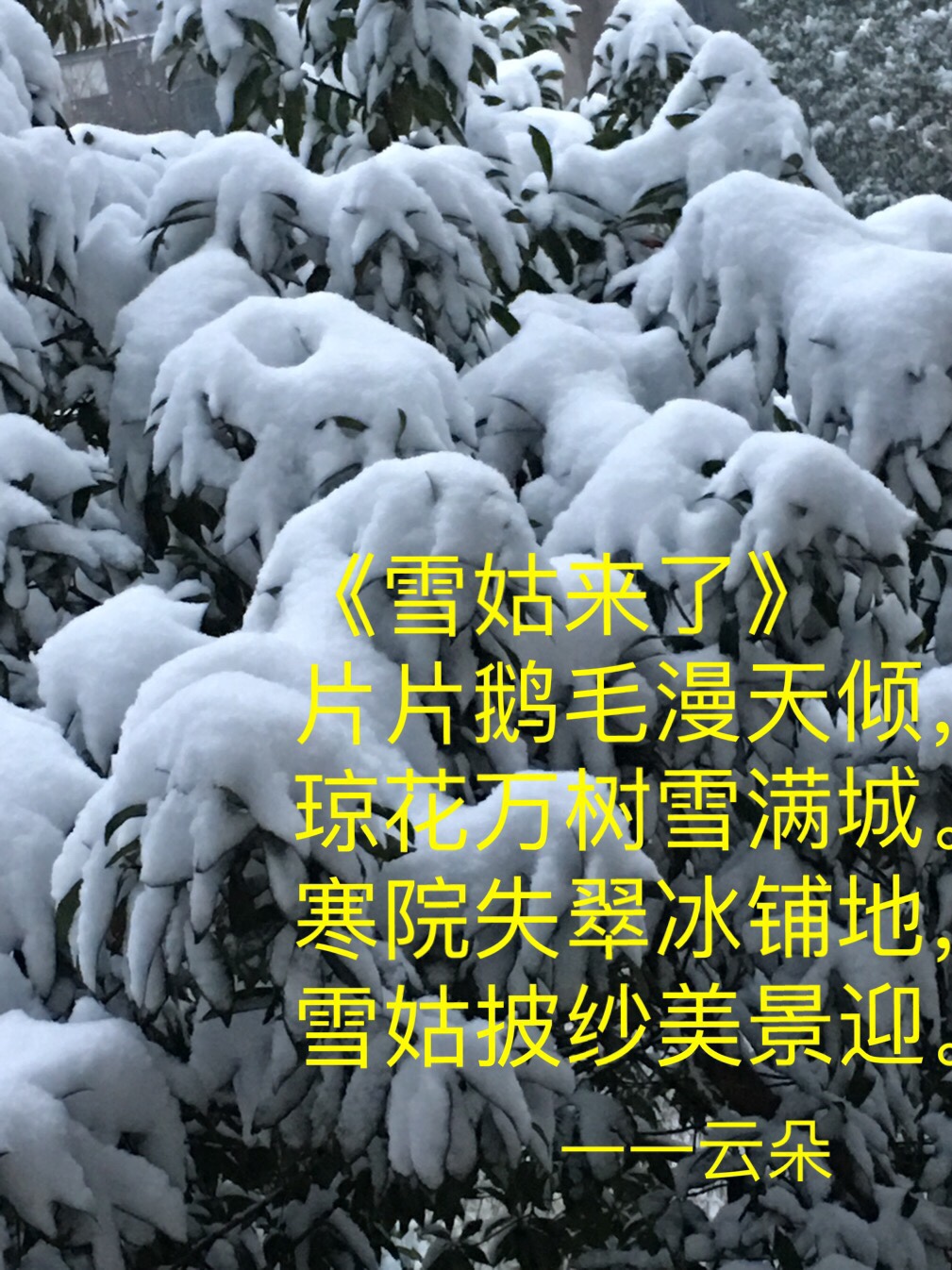 雪姑来了