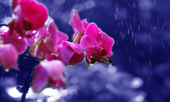 雨夜花花雨夜夜里花儿图片