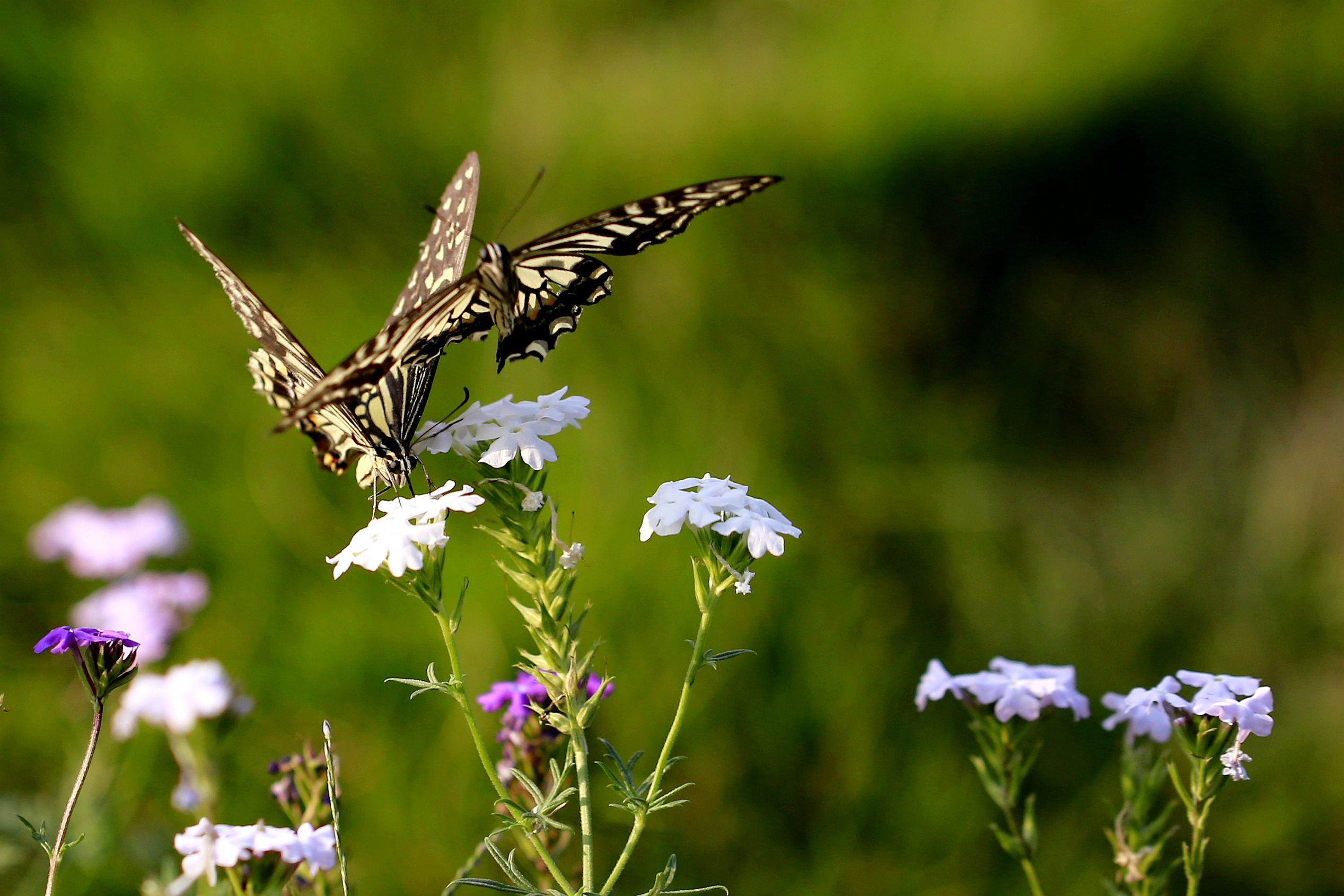 两只蝴蝶翩翩舞