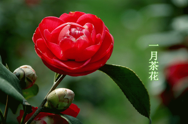 2018最美日历《天女散花——十二月花》