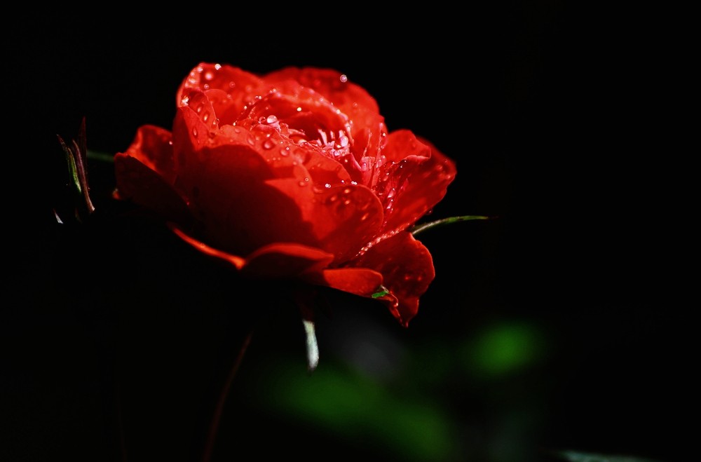 因为爱过所以懂的