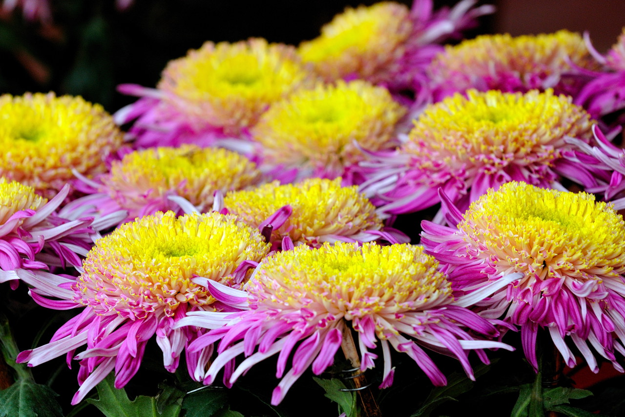 菊花盛开的季节