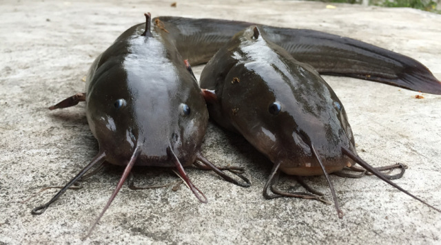 有传言说:鲶鱼是很脏的鱼,它吃动物粪便,爱在脏水里生活.