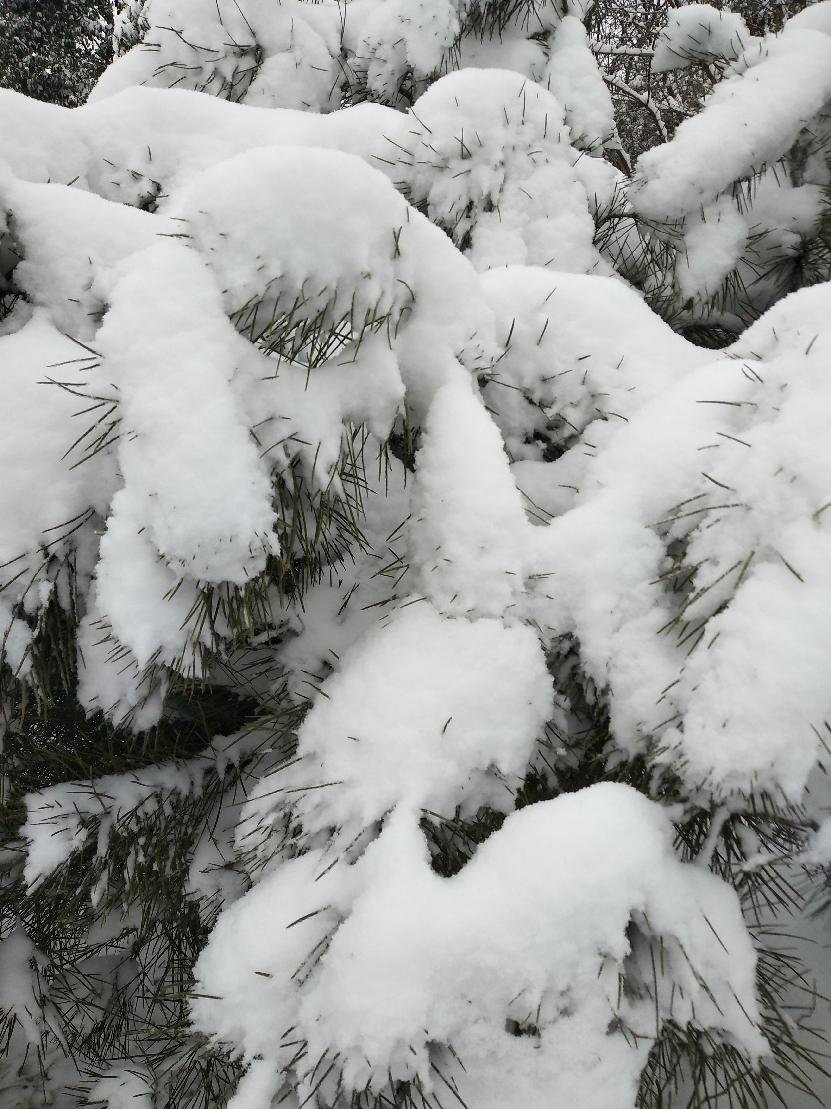 2018第一場雪