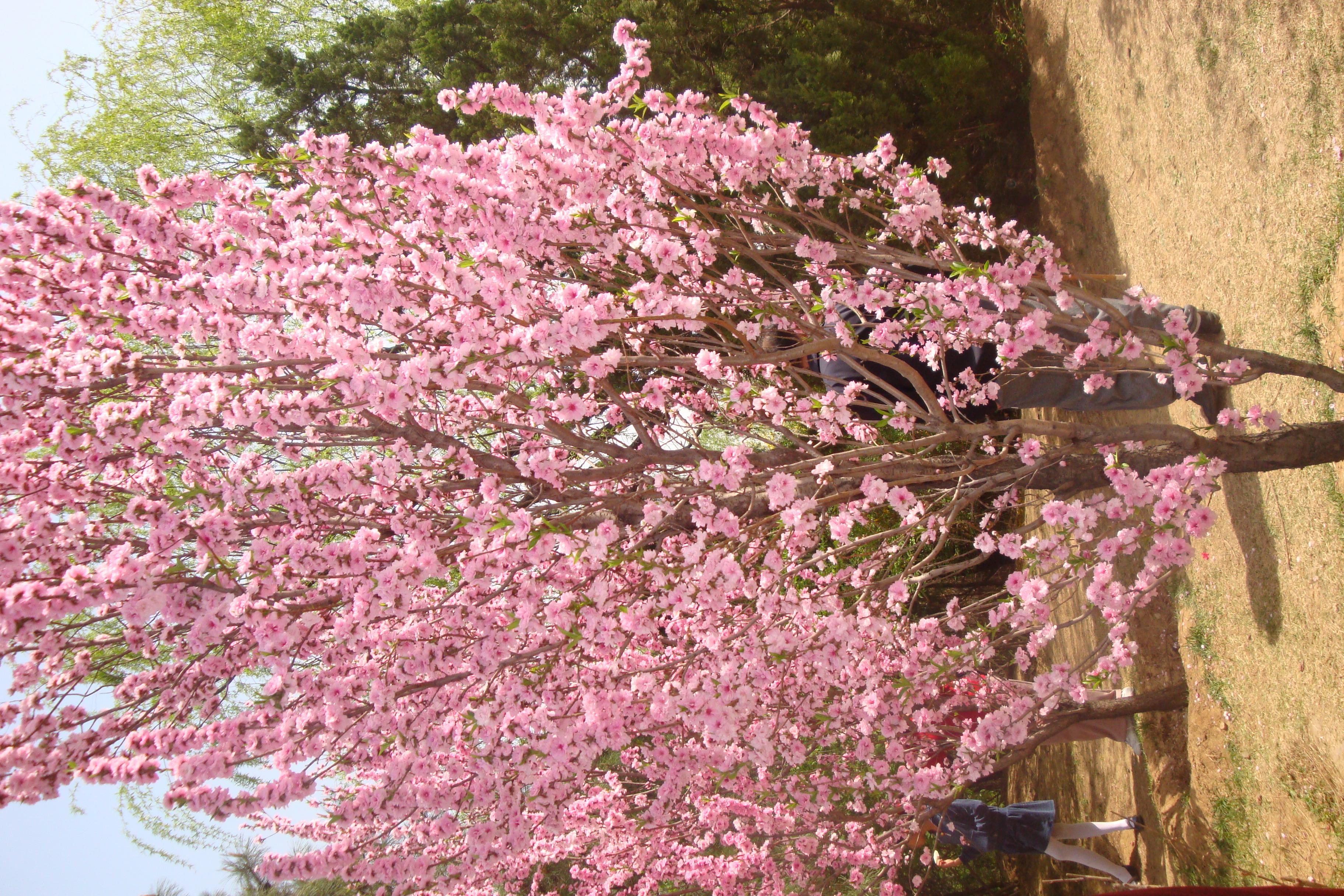 春天的暖风,吹来人心喜悦