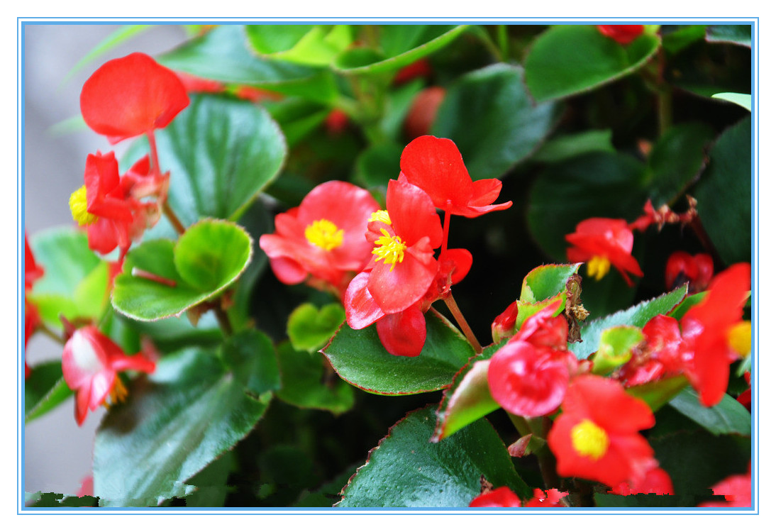 西花厅的海棠花又开了(节选)