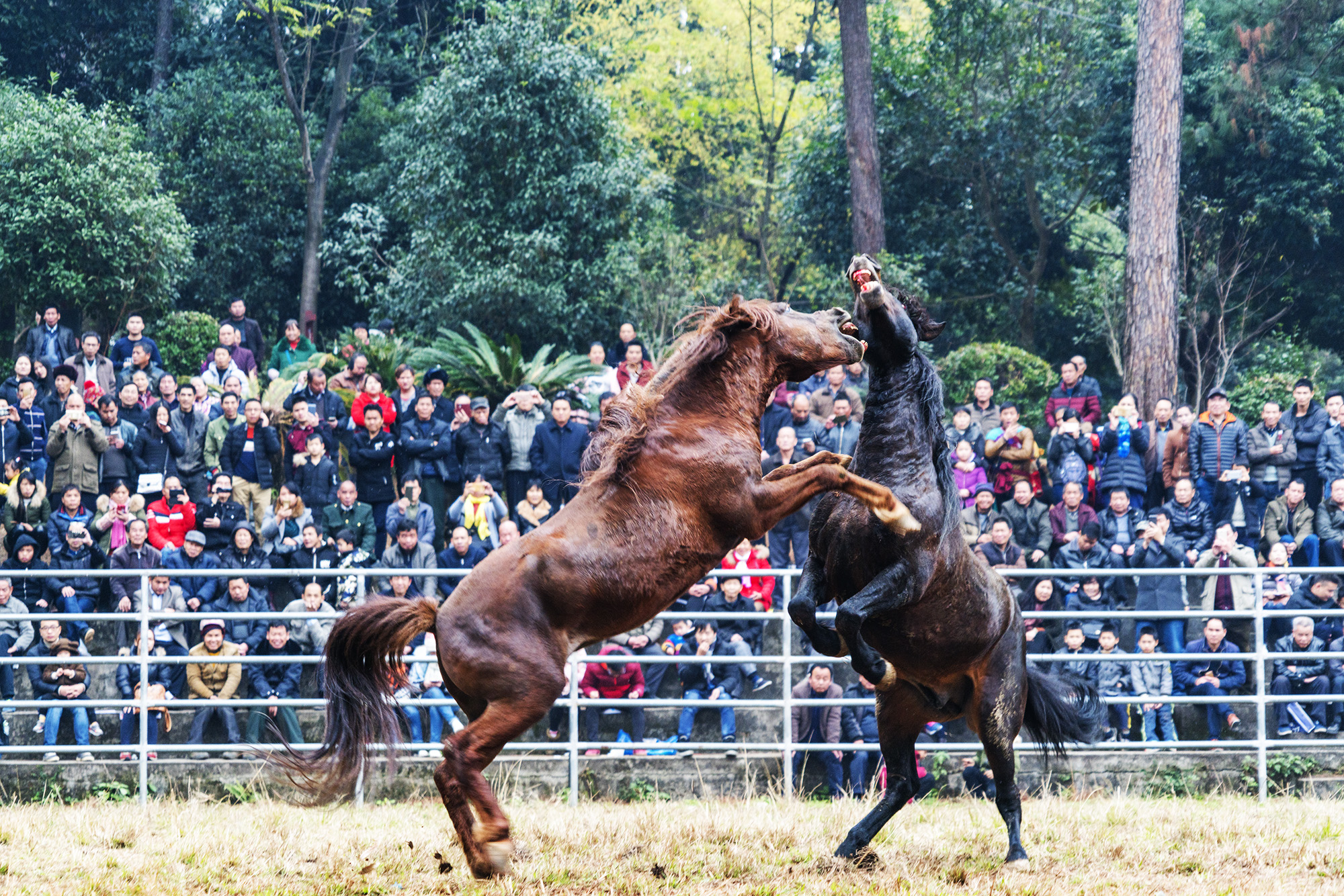 广西融水苗年节的斗马马王争霸赛 特别声明:本文观